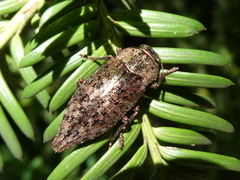 Dicerca berolinensis