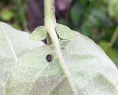 Coccinellidae