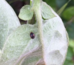 Coccinellidae