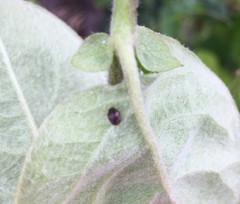 Coccinellidae