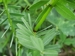 Vicia abbreviata
