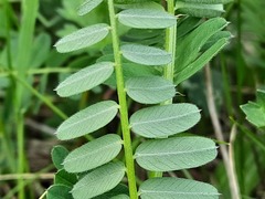 Vicia abbreviata