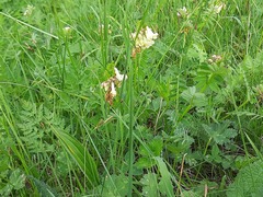 Vicia abbreviata