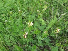 Vicia abbreviata