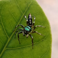 Cosmophasis thalassina