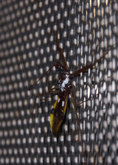 Epidaus famulus