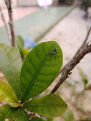 Cosmophasis thalassina