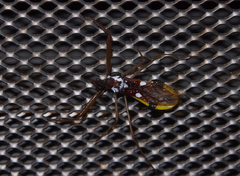 Epidaus famulus