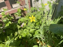 Geum urbanum