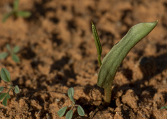 Ophioglossum polyphyllum