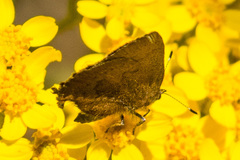 Callophrys augustinus