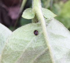 Coccinellidae