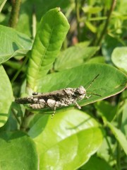 Trilophidia annulata