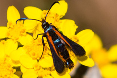 Synanthedon polygoni