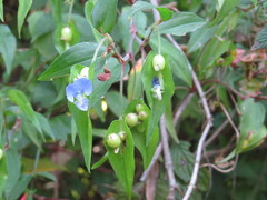 Commelina leiocarpa