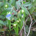 Commelina leiocarpa - Photo (c) María Dolores Reyes Morales, some rights reserved (CC BY-NC-ND), uploaded by María Dolores Reyes Morales