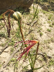 Sprekelia