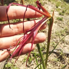 Sprekelia