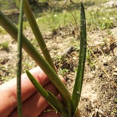 Sprekelia