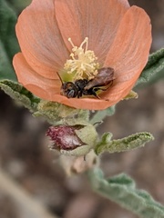 Macroteropsis