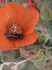 Macrotera
