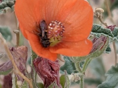 Macrotera