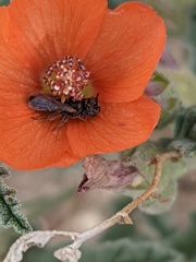 Macrotera