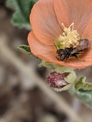 Macroteropsis