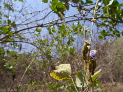 Pueraria tuberosa