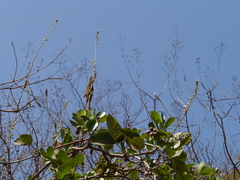 Pueraria tuberosa