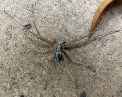 Philodromus lividus
