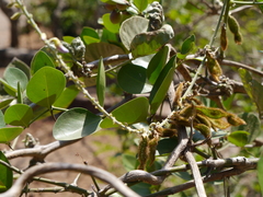 Pueraria tuberosa