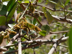Pueraria tuberosa