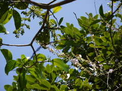 Pueraria tuberosa