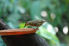 Xanthotis macleayanus