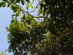 Pueraria tuberosa