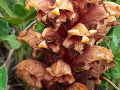 Orobanche colorata