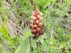 Orobanche colorata