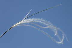 Stipa austroitalica