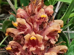Orobanche colorata