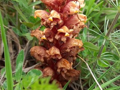 Orobanche colorata