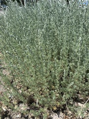 Artemisia austriaca