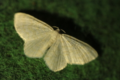 Asthena albulata