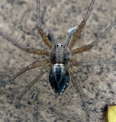 Philodromus lividus