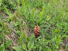 Orobanche colorata