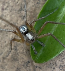 Philodromus lividus