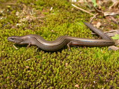 Hemiergis talbingoensis