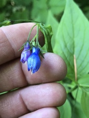 author not stated, no rights reserved Mertensia platyphylla, photograph author not stated, no rights reserved