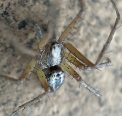 Philodromus lividus