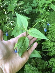 author not stated, no rights reserved Mertensia platyphylla, photograph author not stated, no rights reserved
